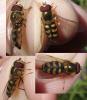 Lapposyrphus lapponicus